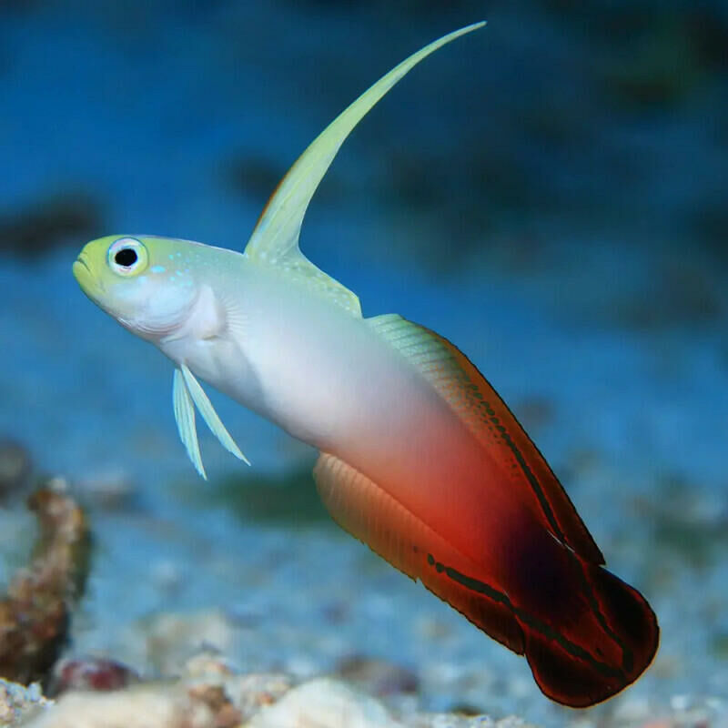 Imagem do Goby Firefish